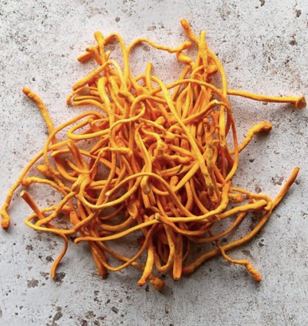 Cordyceps Militaris Hongo Deshidratado 250g. Agronewen - Image 2
