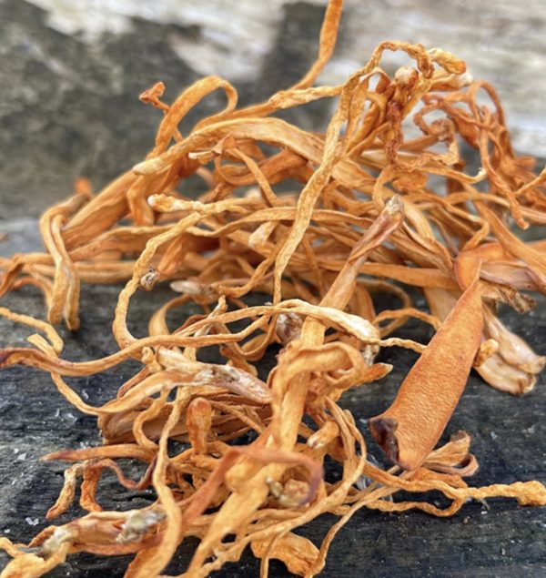 Cordyceps Militaris Hongo Deshidratado 250g. Agronewen - Image 3