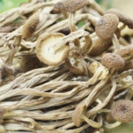 Hongo Árbol de Té Deshidratado 200g. Agronewen