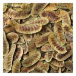 Alejandria Hierba 200g. Agronewen