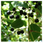 Hojas de Maqui 200g. Agronewen